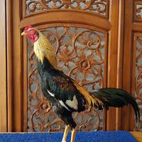 ayam-petarung-jamkid-jago-farm-085325705450