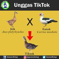 tiktok-yang-halal-bikin-cuan-dan-baik-untuk-kesehatan