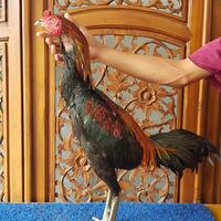 ayam-aduan-jamkid-jago-farm-085325705450