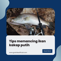 tips-memancing-ikan-kakap-putih