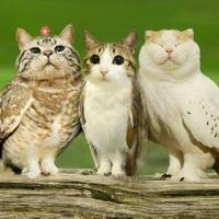 media-jepang-taiwan-buru-kisah-usaha-baju-kucing-pria-bogor-ini