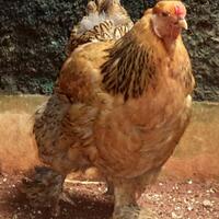 indukan-ayam-brahma-buff-betina-siap-produksi--real-photo