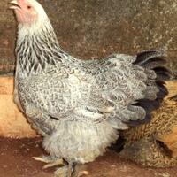 indukan-ayam-brahma-betina-siap-produksi--real-photo