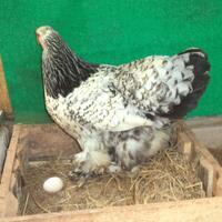 ayam-brahma-silver-laced-betina-siap-produksi--real-photo