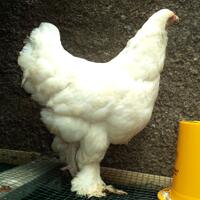 ayam-brahma-white-betina-siap-produksi-real-foto