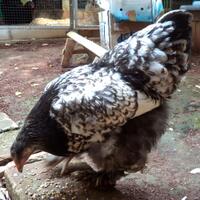 ayam-brahma-silver-laced-betina-siap-produksi--real-foto