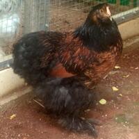 ayam-brahma-golden-laced-betina-siap-produksi--real-foto