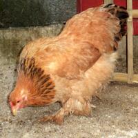 indukan-ayam-buff-brahma-betina-siap-produksi--real-foto