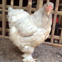 ayam-brahma-lavender-betina-siap-produksi--real-foto