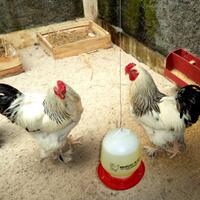 ayam-jantan-brahma-ligh-colombian-siap-produksi--real-foto