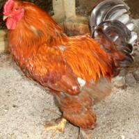 ayam-brahma-buff-blue-jantan-siap-produksi--real-foto