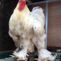 ayam-brahma-white-jantan-siap-produksi-real-foto