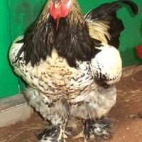 ayam-brahma-silver-laced-jantan-siap-produksi--real-photo