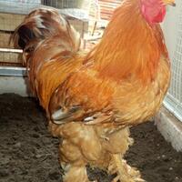 ayam-brahma-buff-jantan-siap-produksi--real-photo