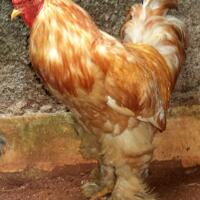 ayam-brahma-lemon-pyle-jantan-siap-produksi--real-photo