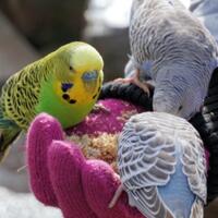 makanan-favorit-burung-parkit