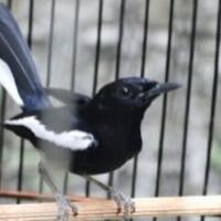 cara-cepat-gacorkan-kacer-bahan