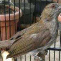 harga-burung-siri-siri