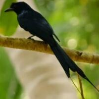 mitos-burung-srigunting