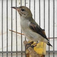 cara-merawat-burung-cit-kemade-biar-gacor