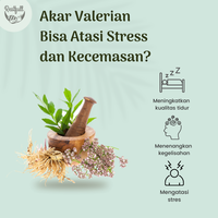 cara-praktis-atasi-stres-dan-anxiety-dengan-herbal-valerian