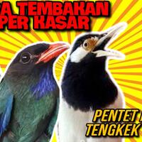 masteran-jalak-suren-nembak---tengkek-buto-durasi-panjang---pentet-macan-suara-kasar