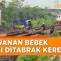 rombongan-bebek-kena-hantam-kereta-endingnya-memilukan