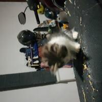 cat-lovers-kaskus-read-page-1-first---part-5