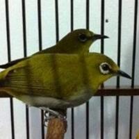 tips-mudah-budidaya-pleci-agar-cepat-bertelur