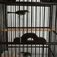 tips-cara-ternak-ciblek-sukses-bagi-pemula