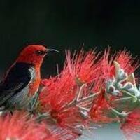 makanan-burung-kemade