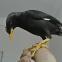 cara-menjinakkan-burung