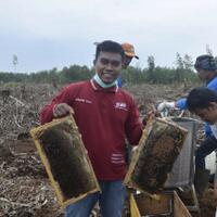 memanen-madu-tanpa-merusak-hutan