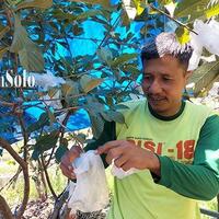 pensiunan-pns-boyolali-kembangkan-jambu-kristal-raup-rp-90-juta-setahun