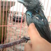 cara-menjinakkan-burung-srigunting