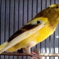 perkiraan-terupdate-harga-burung-kenari-di-akhir-tahun-2021