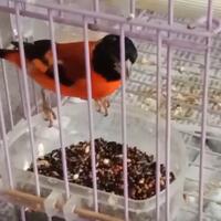 makanan-burung-red-siskin