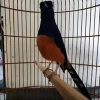 download-suara-kicau-burung-murai-batu-durasi-panjang-mp3