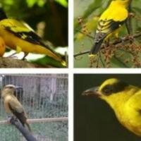 ciri-kepodang-jantan-dan-betina