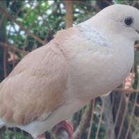 burung-peliharaan-pembawa-hoki