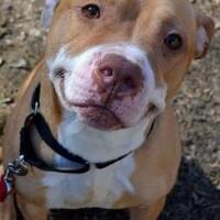 selain-sunda-empire-ini-hoax-yang-pernah-mengguncang-publik-indonesia