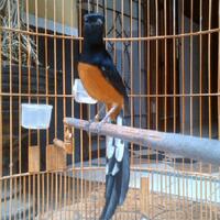 jenis-jenis-burung-murai-di-indonesia