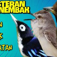 masteran-tembakan-cililin-mix-rambatan-dan-ciblek-bikin-mewah-jagoanmu