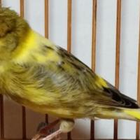 burung-kenari-gloster