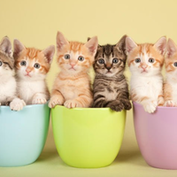 3-tempat-ini-sering-menjadi-pembuangan-anakan-kucing-gansist-sependapat