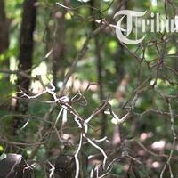 anehnya-makam-mbayek-di-boyolali-meski-rindang-tak-ada-burung-berani-datang