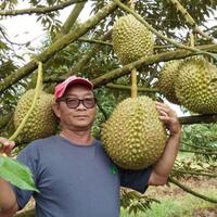 kalian-mabuk-durian-begini-cara-mengatasinya