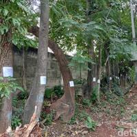 pohon-pohon-jl-fatmawati-jaksel-ini-bakal-ditebang-demi-pelebaran-jalan