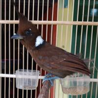 makanan-kesukaan-burung-cililin