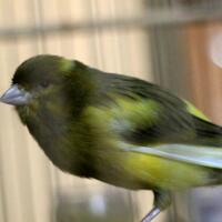 obat-burung-kenari-serak-paling-ampuh